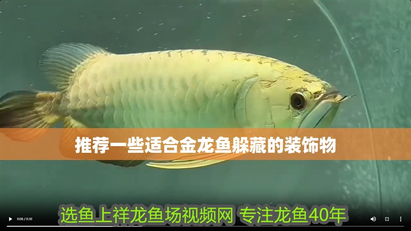 推薦一些適合金龍魚躲藏的裝飾物