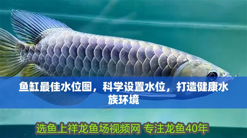 魚缸最佳水位圖，科學設置水位，打造健康水族環(huán)境 魚缸最佳水位圖，科學設置水位，打造健康水族環(huán)境 龍魚百科 第1張