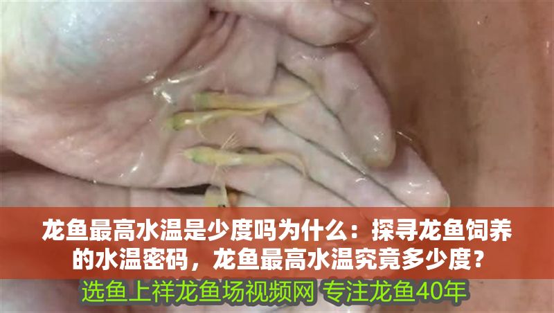 龍魚最高水溫是少度嗎為什么：探尋龍魚飼養的水溫密碼，龍魚最高水溫究竟多少度？