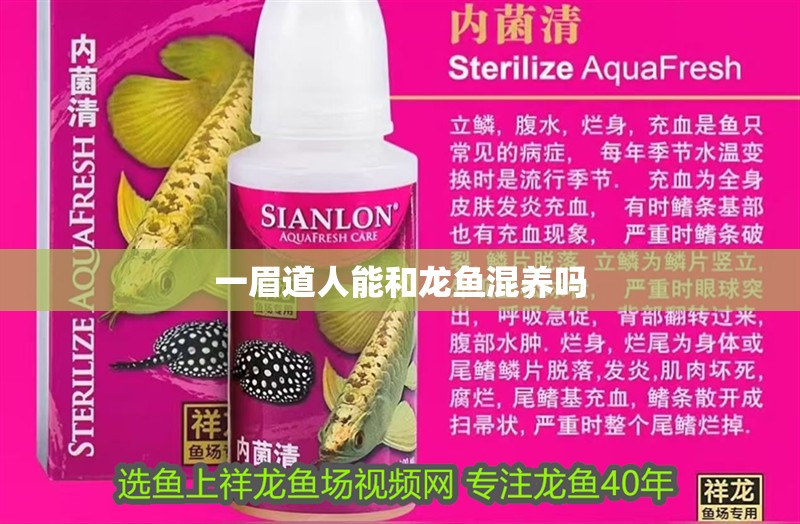 一眉道人能和龍魚混養嗎 一眉道人能和龍魚混養嗎 龍魚百科
