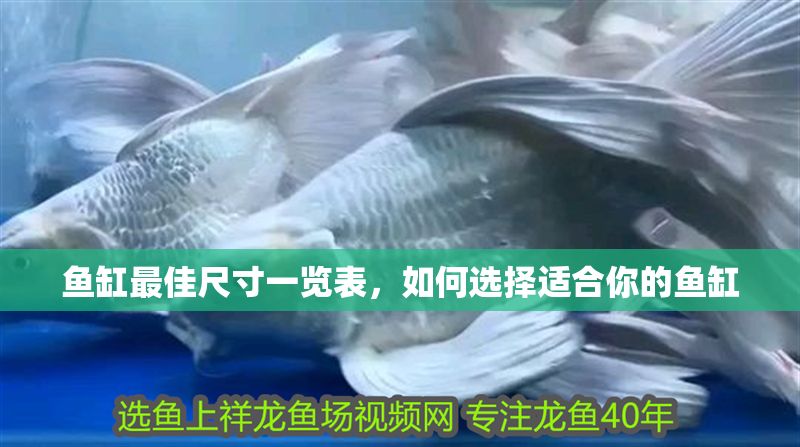 魚缸最佳尺寸一覽表，如何選擇適合你的魚缸