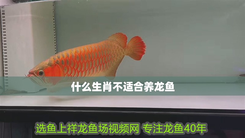 什么生肖不適合養龍魚