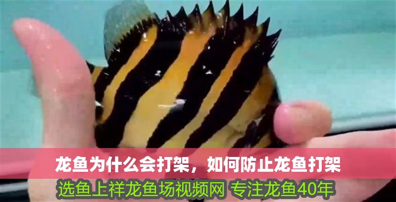 龍魚(yú)為什么會(huì)打架，如何防止龍魚(yú)打架