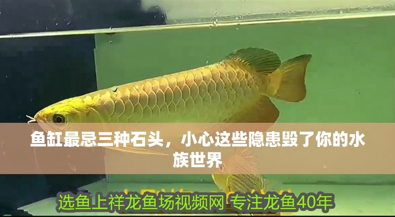 魚缸最忌三種石頭，小心這些隱患毀了你的水族世界