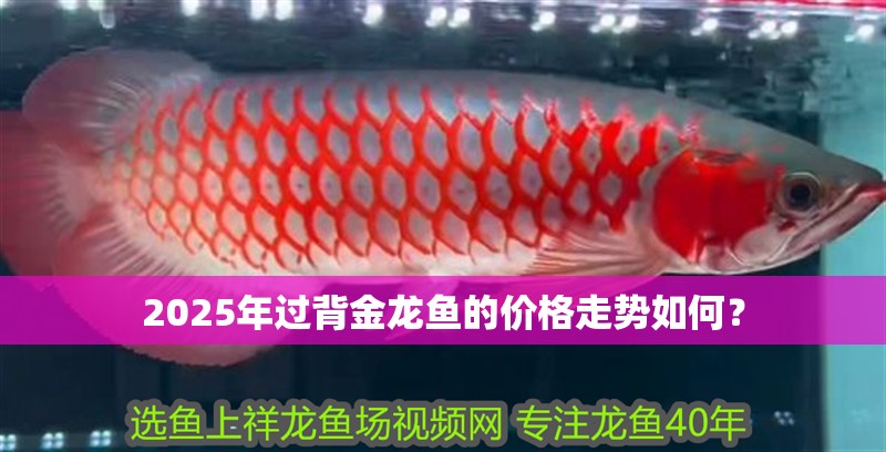2025年過背金龍魚的價(jià)格走勢如何？ 2025年過背金龍魚的價(jià)格走勢如何？ 龍魚百科