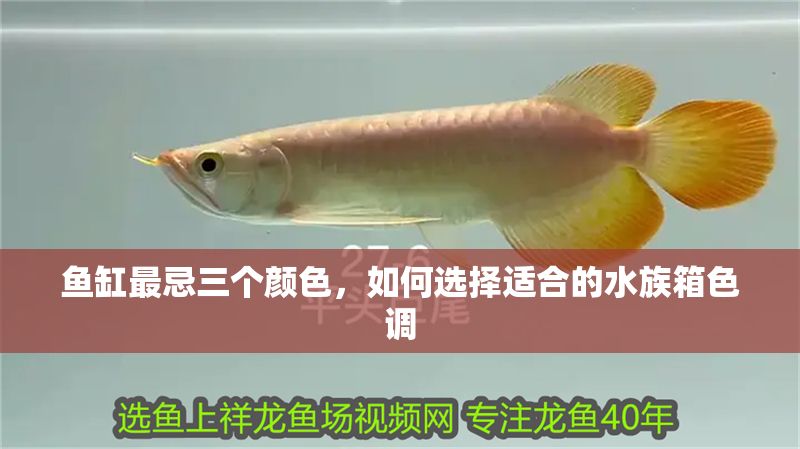魚缸最忌三個顏色，如何選擇適合的水族箱色調(diào)