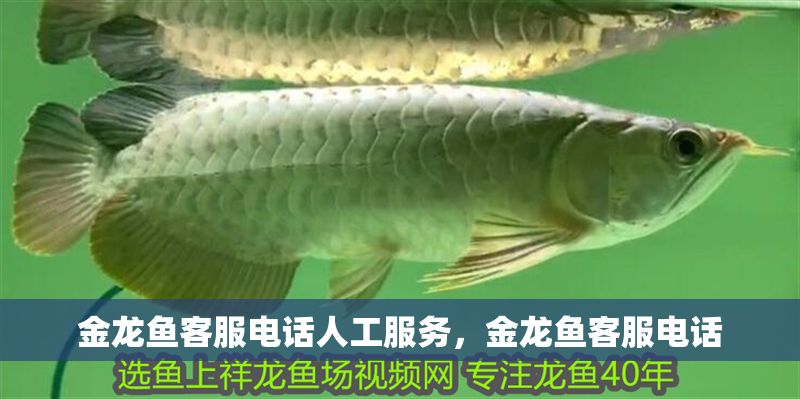 金龍魚客服電話人工服務，金龍魚客服電話 金龍魚客服電話人工服務，金龍魚客服電話 龍魚百科 第6張