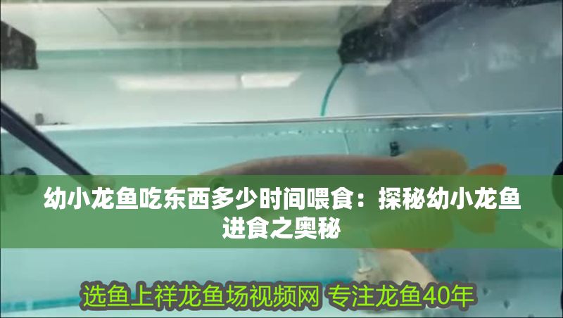 幼小龍魚吃東西多少時間喂食：探秘幼小龍魚進食之奧秘