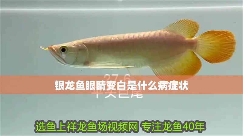 銀龍魚眼睛變白是什么病癥狀 銀龍魚眼睛變白是什么病癥狀 龍魚百科