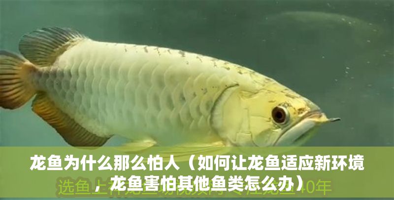 龍魚為什么那么怕人（如何讓龍魚適應(yīng)新環(huán)境，龍魚害怕其他魚類怎么辦）