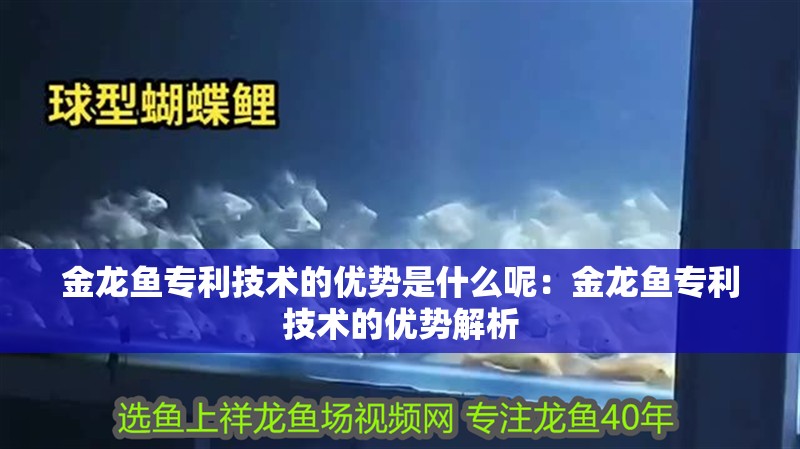 金龍魚專利技術的優勢是什么呢：金龍魚專利技術的優勢解析