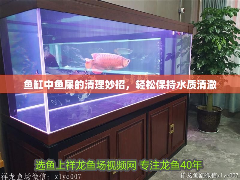 魚缸中魚屎的清理妙招，輕松保持水質清澈