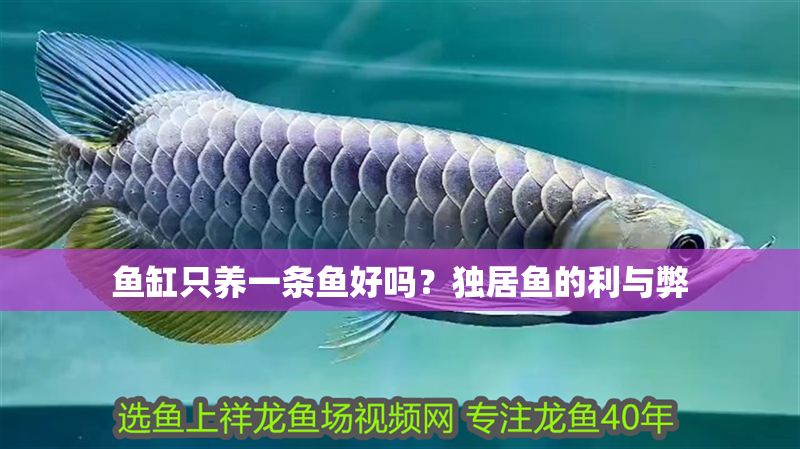 魚缸只養(yǎng)一條魚好嗎?獨(dú)居魚的利與弊 龍魚百科 第1張 魚缸只養(yǎng)一條魚好嗎?獨(dú)居魚的利與弊 魚缸只養(yǎng)一條魚好嗎?獨(dú)居魚的利與弊 龍魚百科 第1張
