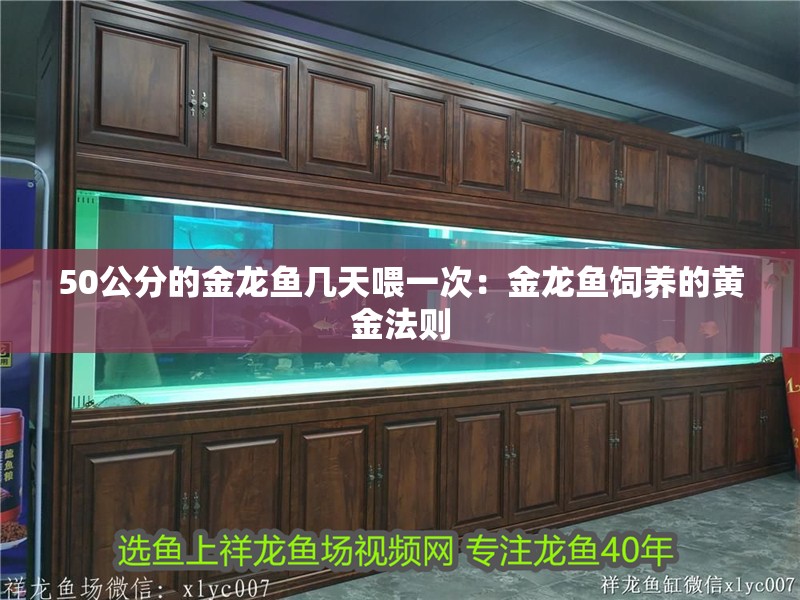 50公分的金龍魚幾天喂一次：金龍魚飼養(yǎng)的黃金法則