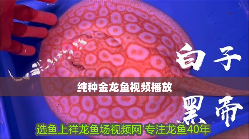純種金龍魚視頻播放