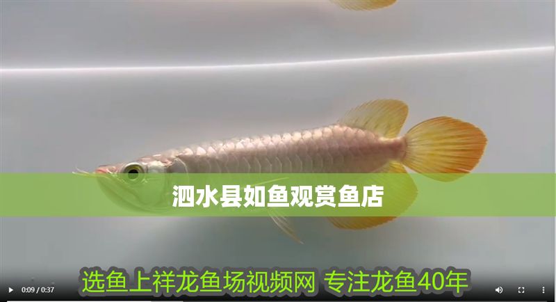 泗水縣如魚觀賞魚店