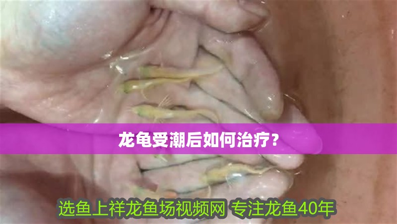 龍龜受潮后如何治療？