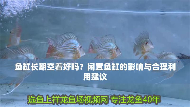 魚缸長期空著好嗎？閑置魚缸的影響與合理利用建議