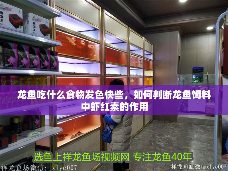 龍魚吃什么食物發(fā)色快些，如何判斷龍魚飼料中蝦紅素的作用