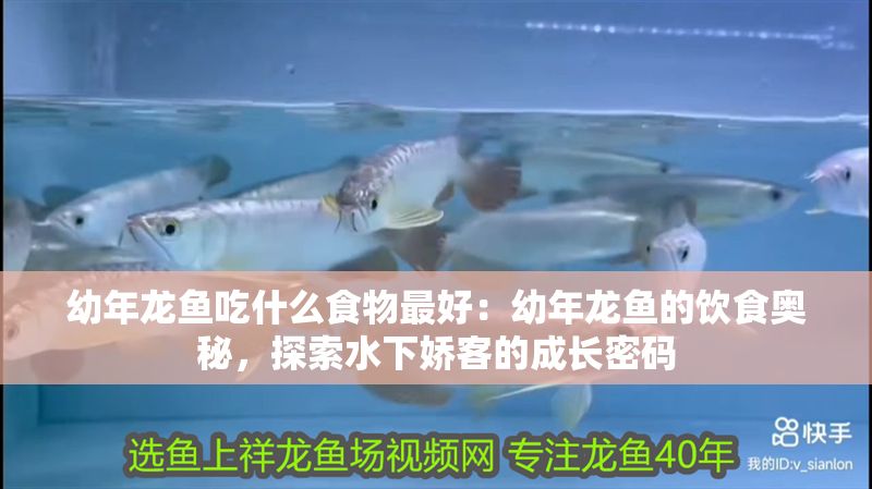 幼年龍魚吃什么食物最好：幼年龍魚的飲食奧秘，探索水下嬌客的成長密碼