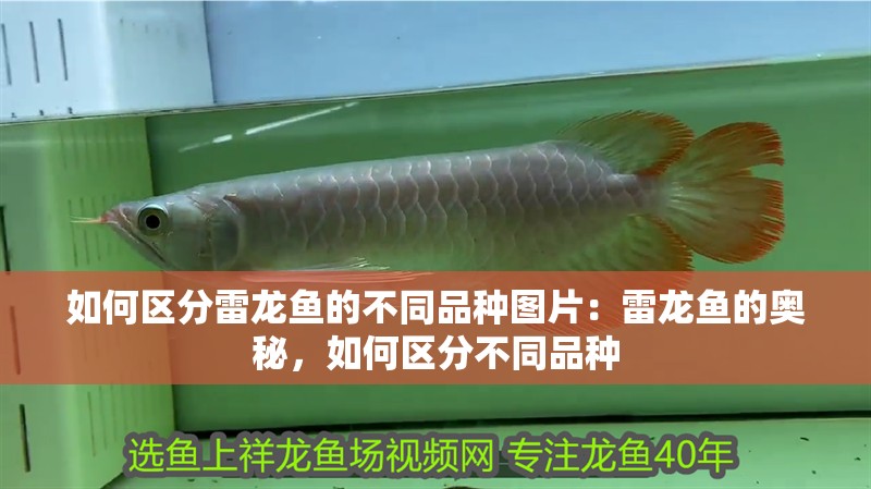 如何區(qū)分雷龍魚(yú)的不同品種圖片：雷龍魚(yú)的奧秘，如何區(qū)分不同品種