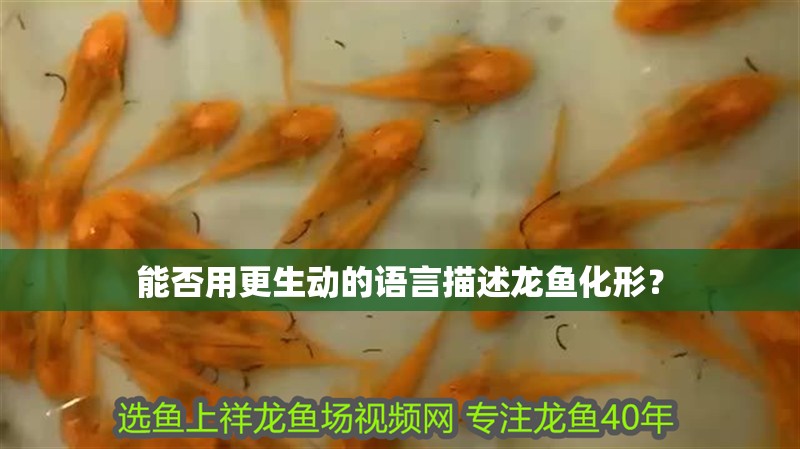 能否用更生動的語言描述龍魚化形？