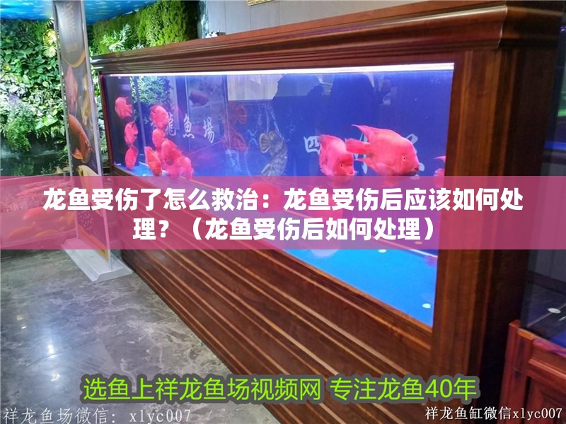 龍魚受傷了怎么救治：龍魚受傷后應(yīng)該如何處理？（龍魚受傷后如何處理） 龍魚受傷了怎么救治：龍魚受傷后應(yīng)該如何處理？（龍魚受傷后如何處理） 水族問答