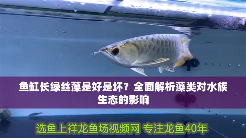 魚缸長綠絲藻是好是壞?全面解析藻類對水族生態的影響 龍魚百科 第1張 魚缸長綠絲藻是好是壞?全面解析藻類對水族生態的影響 魚缸長綠絲藻是好是壞?全面解析藻類對水族生態的影響 龍魚百科 第1張
