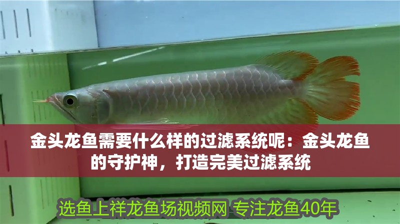 金頭龍魚需要什么樣的過濾系統(tǒng)呢：金頭龍魚的守護(hù)神，打造完美過濾系統(tǒng)