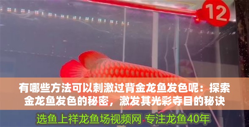 有哪些方法可以刺激過背金龍魚發色呢：探索金龍魚發色的秘密，激發其光彩奪目的秘訣