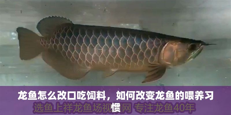 龍魚怎么改口吃飼料,如何改變龍魚的喂養習慣 龍魚百科 第2張 龍魚怎么改口吃飼料,如何改變龍魚的喂養習慣 龍魚怎么改口吃飼料,如何改變龍魚的喂養習慣 龍魚百科 第2張