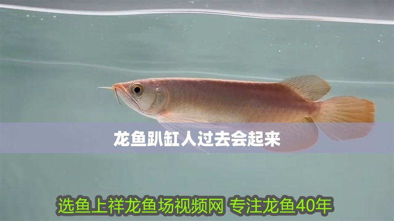 龍魚趴缸人過去會起來