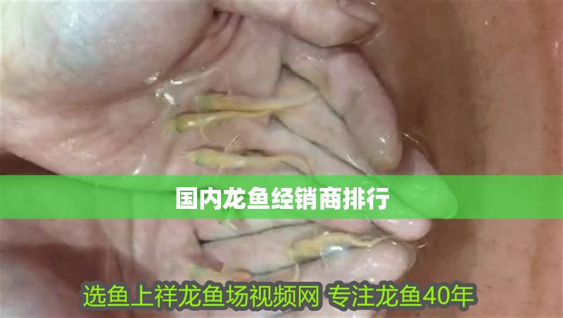 國內龍魚經銷商排行