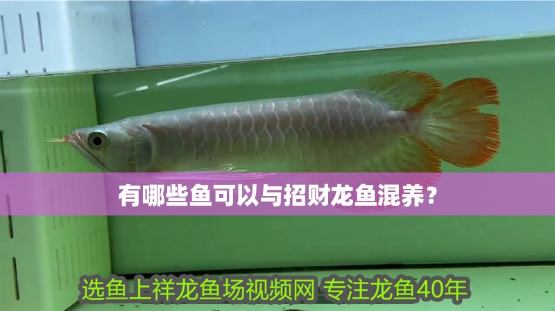 有哪些魚可以與招財龍魚混養？