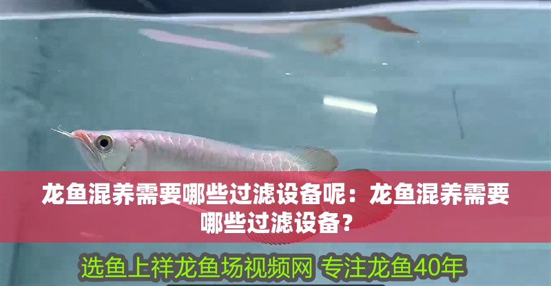 龍魚混養(yǎng)需要哪些過濾設(shè)備呢：龍魚混養(yǎng)需要哪些過濾設(shè)備？