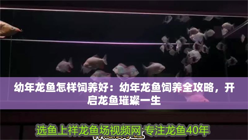 幼年龍魚怎樣飼養好：幼年龍魚飼養全攻略，開啟龍魚璀璨一生