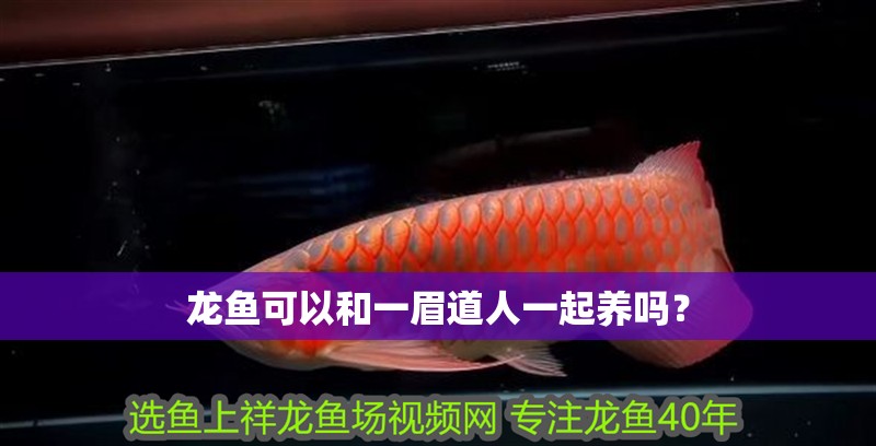 龍魚可以和一眉道人一起養嗎？