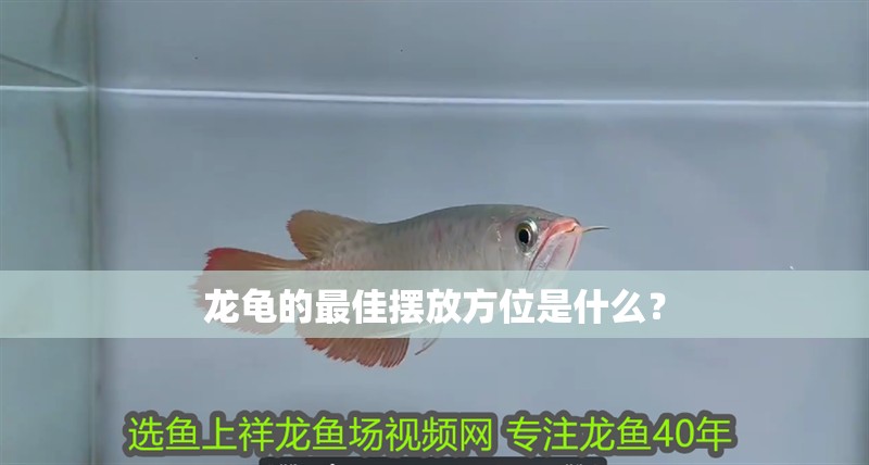 龍龜的最佳擺放方位是什么？ 龍龜的最佳擺放方位是什么？ 龍魚百科