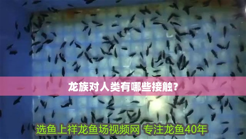 龍族對人類有哪些接觸？