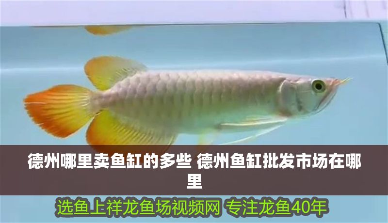 德州哪里賣(mài)魚(yú)缸的多些 德州魚(yú)缸批發(fā)市場(chǎng)在哪里