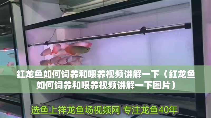 紅龍魚(yú)如何飼養(yǎng)和喂養(yǎng)視頻講解一下（紅龍魚(yú)如何飼養(yǎng)和喂養(yǎng)視頻講解一下圖片）