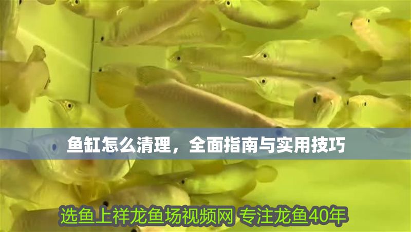 魚缸怎么清理，全面指南與實(shí)用技巧