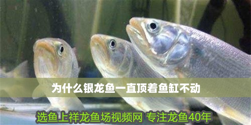 魚缸過濾器選購指南:自制魚缸過濾器魚缸上置過濾器對于養(yǎng)魚愛好者的必備知識 為什么銀龍魚一直頂著魚缸不動 龍魚百科 為什么銀龍魚一直頂著魚缸不動 為什么銀龍魚一直頂著魚缸不動 龍魚百科