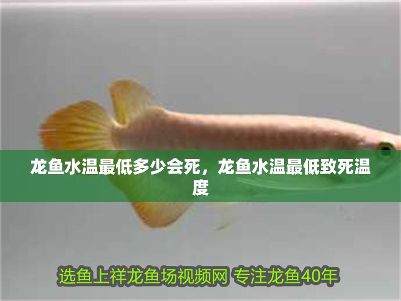龍魚水溫最低多少會死，龍魚水溫最低致死溫度