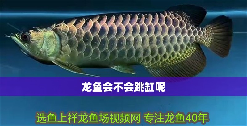 龍魚會不會跳缸呢