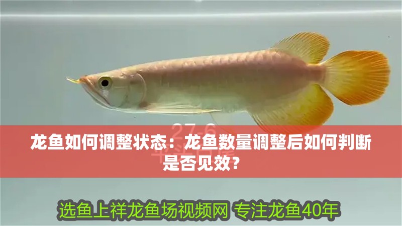 龍魚如何調整狀態：龍魚數量調整后如何判斷是否見效？