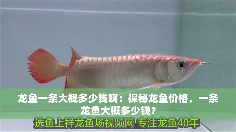 龍魚一條大概多少錢啊：探秘龍魚價格，一條龍魚大概多少錢？
