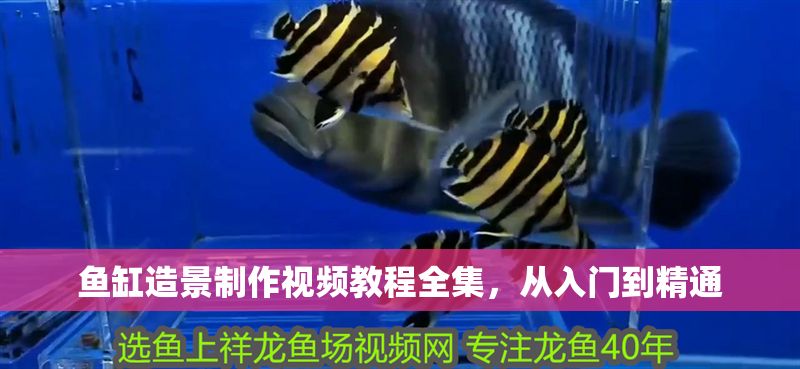 魚缸造景制作視頻教程全集，從入門到精通