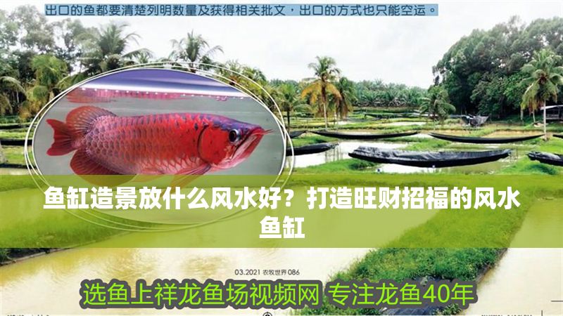 魚缸造景放什么風水好？打造旺財招福的風水魚缸