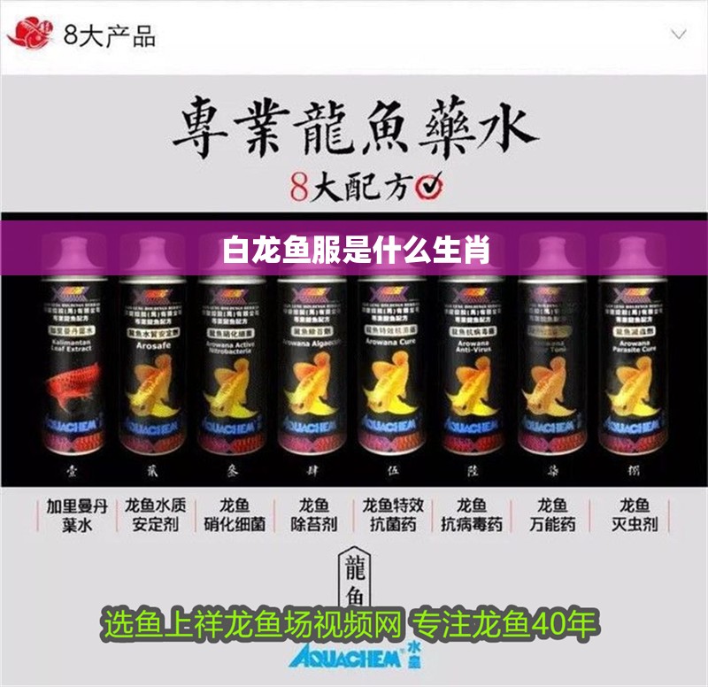 白龍魚服是什么生肖 白龍魚服是什么生肖 龍魚百科